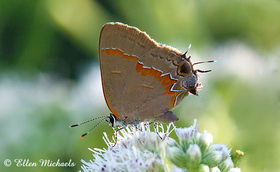 Red-banded Hairstreak - Calycopis cecrops