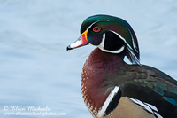 Wood Duck