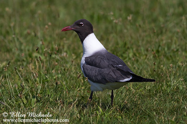 Laughing Gull