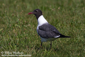 Laughing Gull