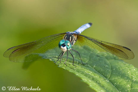 Blue Dasher - Pachydiplax longipennis