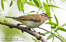 Red-eyed Vireo