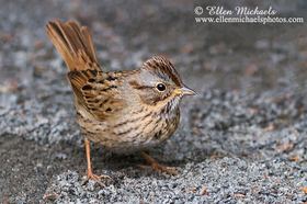 [color=#ccccff]Lincoln's Sparrow