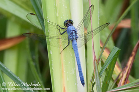 Eastern Pondhawk - Erythemis simplicicollis