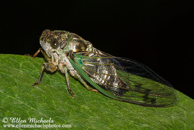 Swamp Cicada - Tibicen