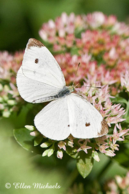 Cabbage White Butterfly - Pieris rapae