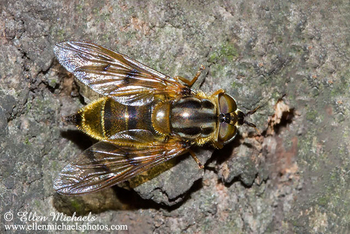 Syrphid Fly - Ferdinandea buccata