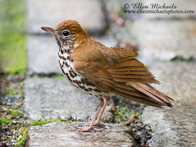 Wood Thrush