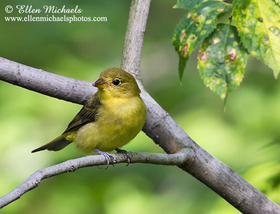 Scarlet Tanager (female)