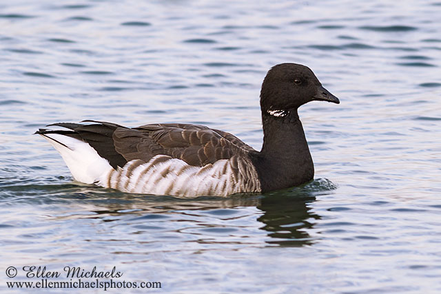 Brant