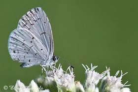 Summer Azure - Celastrina neglecta
