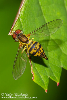 Eastern Calligrapher - Toxomerus geminatus