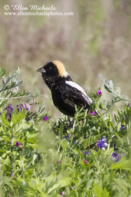 Bobolink