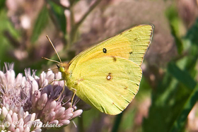 Orange Sulphur Butterfly - Colias eurytheme