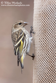 Pine Siskin