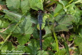 Slaty Skimmer - Libellula incesta