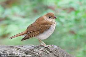 Veery