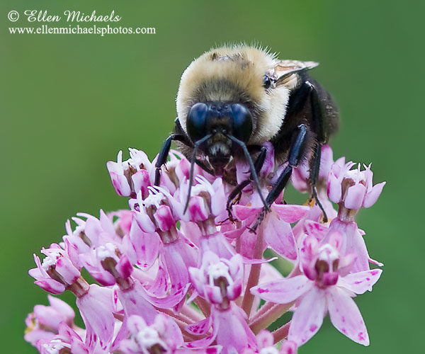 Brown-belted Bumble Bee - Bombus griseocollis