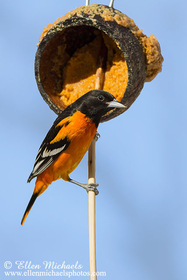Baltimore Oriole