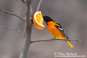 Baltimore Oriole