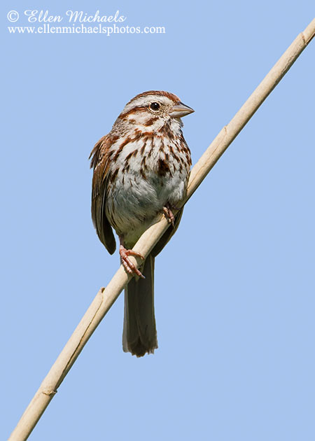 Song Sparrow