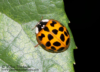 Multicolored Asian Lady Beetle - Harmonia axyridis