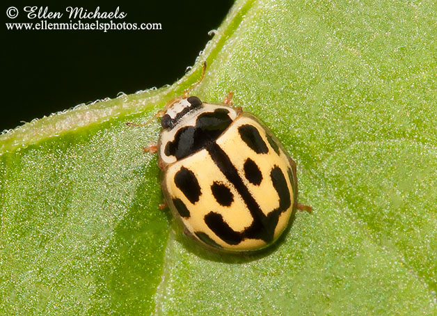 Fourteen-spotted Lady Beetle - Propylea quatuordecimpunctata
