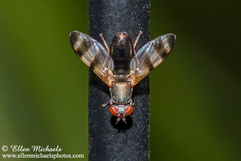 Picture-winged Fly - Chaetopsis