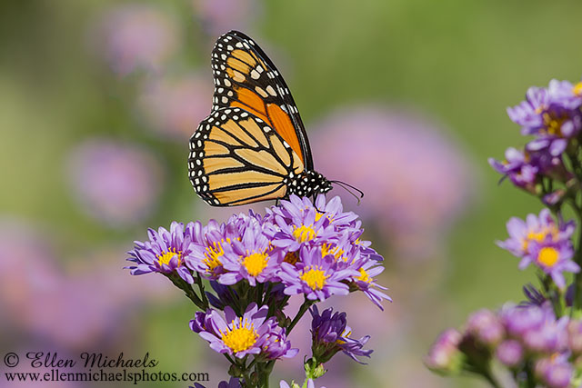 Monarch Butterfly