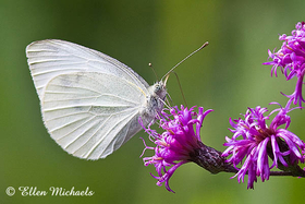 Cabbage White Butterfly - Pieris rapae