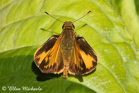 Zabulon Skipper - Poanes zabulon