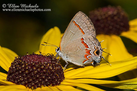 Red-banded Hairstreak - Calycopis cecrops
