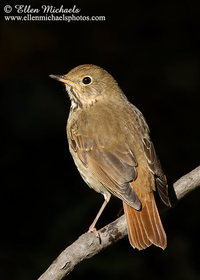 Hermit Thrush