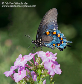 Pipevine Swallowtail - Battus philenor