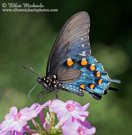Pipevine Swallowtail - Battus philenor
