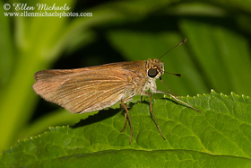 Ocola Skipper - Panoquina ocola