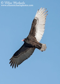 Turkey Vulture (in flight)