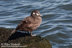 Harlequin Duck (female)