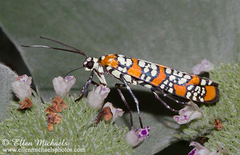 Ailanthus Webworm Moth - Atteva aurea