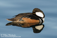Hooded Merganser