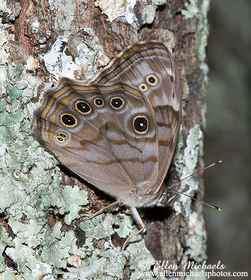 Northern Pearly-Eye - Enodia anthedon