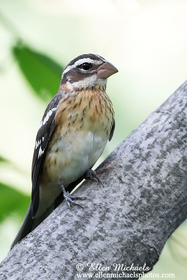 Rose-breasted Grosbeak