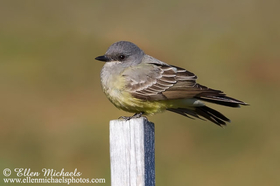 Cassin's Kingbird
