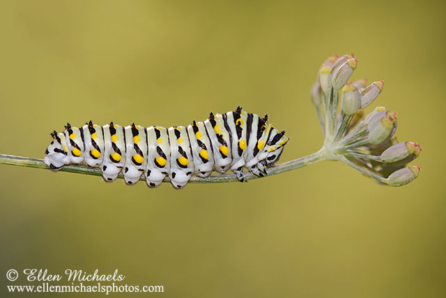 Black Swallowtail Caterpillar - Papilio polyxenes