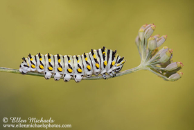 Black Swallowtail Caterpillar - Papilio polyxenes