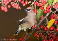 Cedar Waxwing