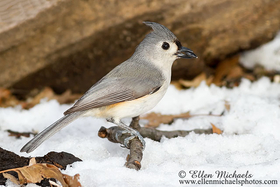 Tufted Titmouse