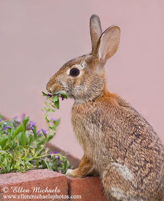 Eastern Cottontail