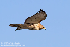 Red-tailed Hawk