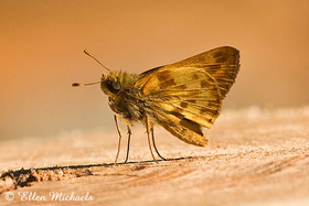 Zabulon Skipper - Poanes zabulon